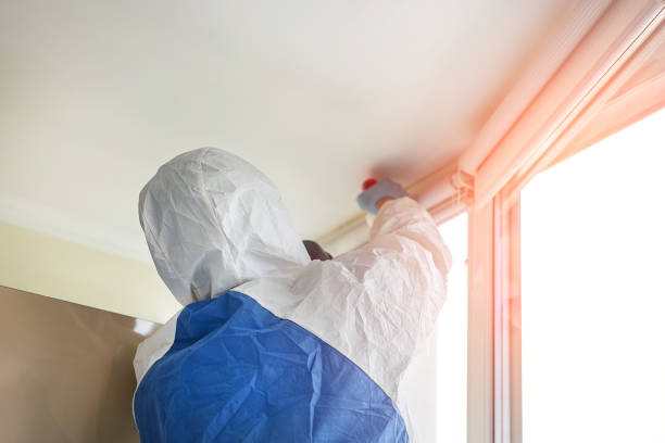 Best Basement Mold Removal  in Cullman, AL