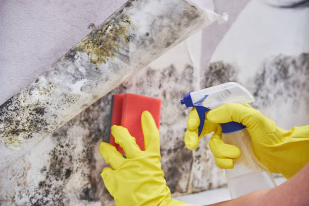 Best Real Estate Mold Inspection  in Cullman, AL